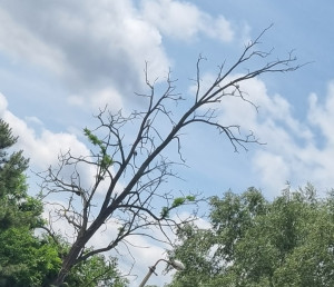 Zdjęcie 2 przedstawia problem zgłoszony w tym alercie
