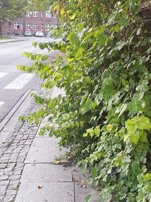 Zdjęcie 2 przedstawia problem zgłoszony w tym alercie