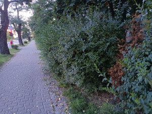 Zdjęcie 2 przedstawia problem zgłoszony w tym alercie