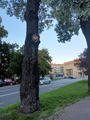 Zdjęcie 1 przedstawia problem zgłoszony w tym alercie