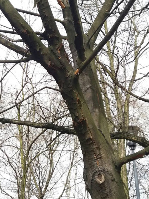 Zdjęcie 1 przedstawia problem zgłoszony w tym alercie