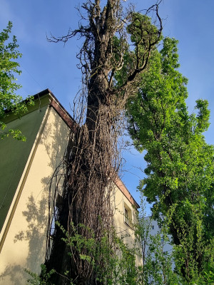 Zdjęcie 1 przedstawia problem zgłoszony w tym alercie