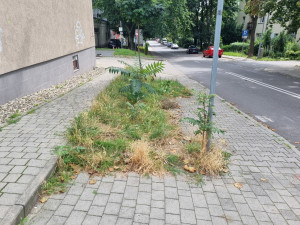 Zdjęcie 1 przedstawia problem zgłoszony w tym alercie