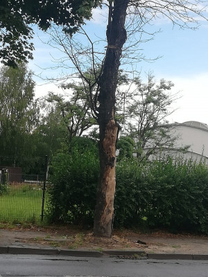 Zdjęcie 1 przedstawia problem zgłoszony w tym alercie