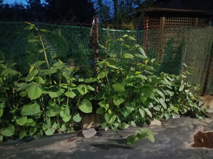 Zdjęcie 5 przedstawia problem zgłoszony w tym alercie