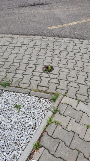 Zdjęcie 1 przedstawia problem zgłoszony w tym alercie
