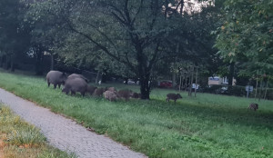 Zdjęcie 1 przedstawia problem zgłoszony w tym alercie