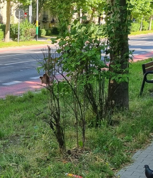 Zdjęcie 1 przedstawia problem zgłoszony w tym alercie