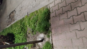 Zdjęcie 1 przedstawia problem zgłoszony w tym alercie