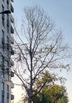 Zdjęcie 2 przedstawia problem zgłoszony w tym alercie