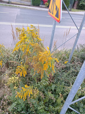 Zdjęcie 2 przedstawia problem zgłoszony w tym alercie