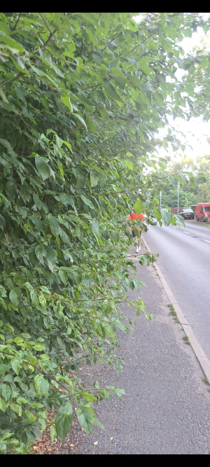 Zdjęcie 1 przedstawia problem zgłoszony w tym alercie