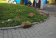 Zdjęcie 1 przedstawia problem zgłoszony w tym alercie