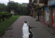 Zdjęcie 1 przedstawia problem zgłoszony w tym alercie