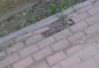 Zdjęcie 3 przedstawia problem zgłoszony w tym alercie
