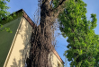 Zdjęcie 1 przedstawia problem zgłoszony w tym alercie